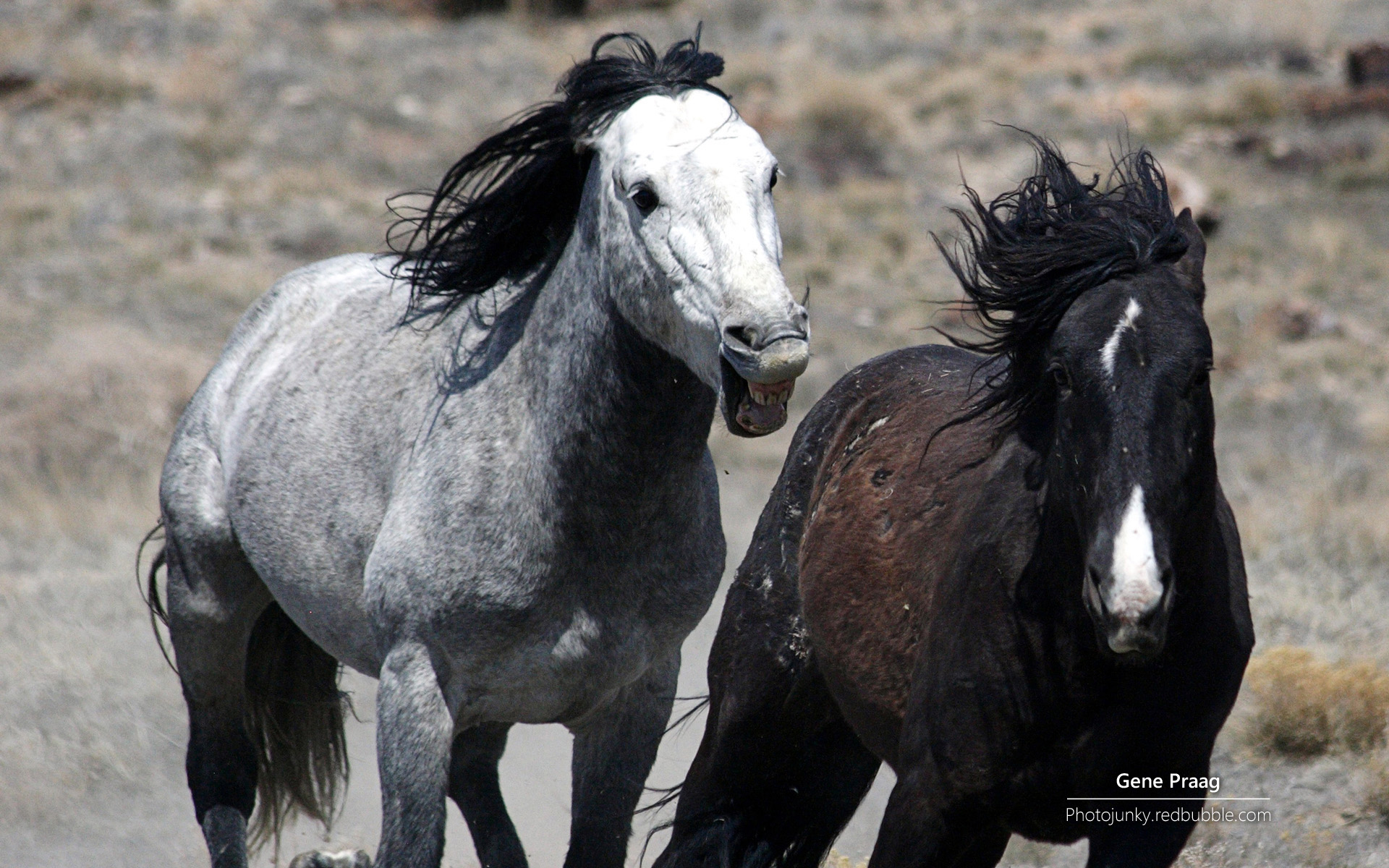 脱缰野马_脱缰野马的意思_降央卓玛脱缰野马